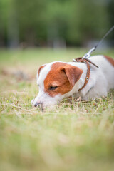 Young beautiful purebred Jack Russell Terrier puppy for a walk in the city playground.