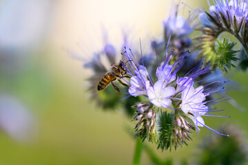 Bee and flower phacelia. Close up of a large striped bee collects honey from phacelia. Phacelia tanacetifolia (lacy). Summer and spring backgrounds