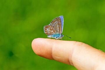 Bläuling auf dem Finger - Allgäu - Schmetterling