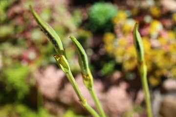 Inkarwilla zwarta Incarvillea compacta mszyca biedronka © Perovskia