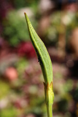 Inkarwilla zwarta Incarvillea compacta mszyca biedronka © Perovskia