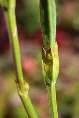 Inkarwilla zwarta Incarvillea compacta mszyca biedronka © Perovskia