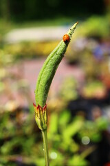 Inkarwilla zwarta Incarvillea compacta mszyca biedronka © Perovskia