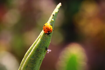 Inkarwilla zwarta Incarvillea compacta mszyca biedronka © Perovskia