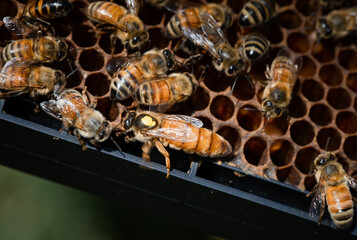 Marked queen bee at the bottom of a plastic frame