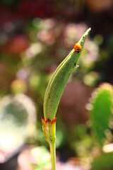 Inkarwilla zwarta Incarvillea compacta mszyca biedronka © Perovskia