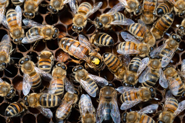 Honey Bees queen marked yellow surrounded by bees on a frame of pollen