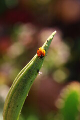 Inkarwilla zwarta Incarvillea compacta mszyca biedronka © Perovskia
