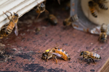 Marked honey bee queen walking into hive
