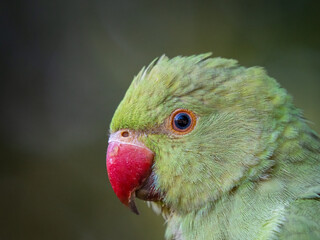 A side portrait of a rose-ringed parakeet