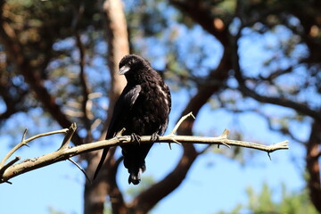 A large Crow bird resting on a branch during a heatwave and extreme hot temperatures in the United Kingdom.  This bird was high in a tree, looking and gazing at the sun.