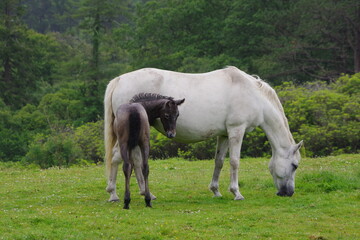 Obraz na płótnie Canvas horse and her foal