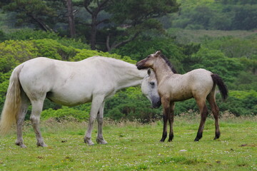 Obraz na płótnie Canvas horses in Ireland