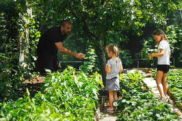 family father and two little daughters harvest ripe apples and other fruits and vegetables in their garden plot on a warm sunny day