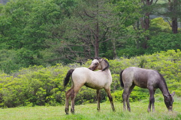 Obraz na płótnie Canvas Two foals in Ireland