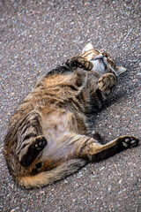 A gray tabby cat enjoys on warm asphalt in summer