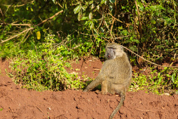 Monkey sitting in natural environment in South Africa