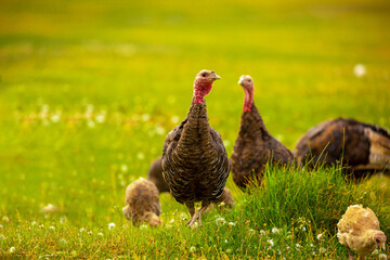 Turkeys walk on the grass in a green meadow in a pasture. Animal husbandry and agriculture in the mountains.