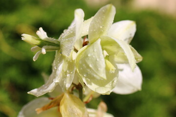 jako jukka zwisła yucca flaccida © Perovskia