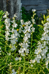 Peach-leaved Bellflower -Campanula persicifolia