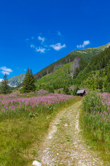 Beautiful alpine mountain landscape at summer. Rackova valley, Western Tatras mountains.  Slovakia - obrazy, fototapety, plakaty