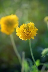 Yellow colored Galata flower of Daisy family on plant during evening and fully bloomed. Selective focus used.