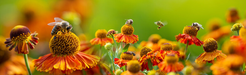 Biene (Apis Mellifera) auf Heleniumblüten - Nahaufnahme