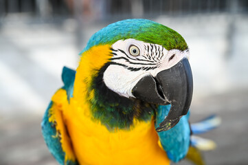 Portrait of beautiful exotic bird. Large colorful parrot looks at the camera. Close up of head of colorful Macaw.