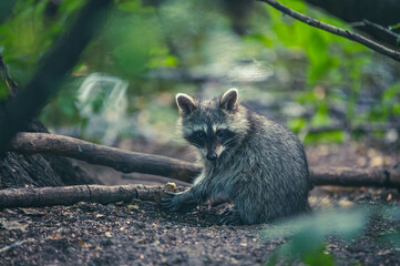 Fototapeta premium Waschbären im Park