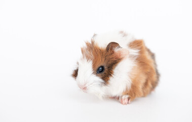 Guinea pig baby isolated on white background