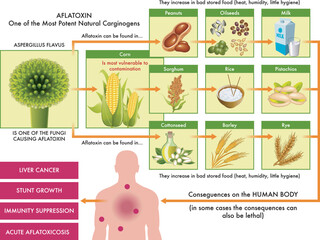 Medical diagram of the main foods that can be contaminated with aflatoxin, one of the most potent carcinogens found in nature, and the possible consequences on the human body, with annotations.