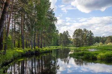 Fototapeta na wymiar Bright sunny landscape with pine trees near the river. The sun's rays illuminate the young greenery and trees. The sky and clouds are reflected in the river.