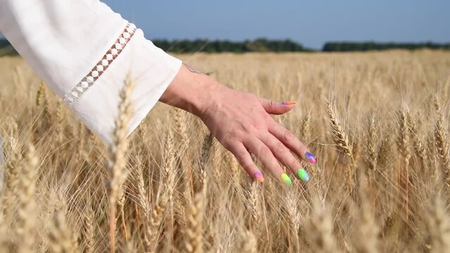 Female hand with rainbow colored nails touching ripe gold colored ears of wheat while woman walks on yellow agricultural field in a sunny day. Close-up view. Real time video. Agriculture theme.	