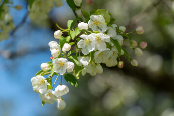 White Crabapple Blossoms In Spring