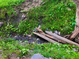 Fuel wood transported from forest placed in fields