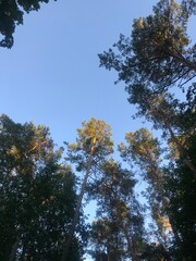 Summer sky and forest.
