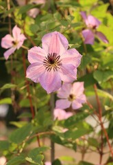 Fototapeta na wymiar Beautiful pink clematis flowers in garden. Floriculture collection.