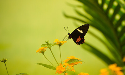 butterfly on a flower