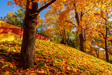 Autumn foliage in Catherine park, Tsarskoe Selo (Pushkin), Saint Petersburg, Russia