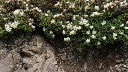 Blooming Rhododenron bushes on rocky soil of the Caucasus mountains. Natural floral background with copy space.