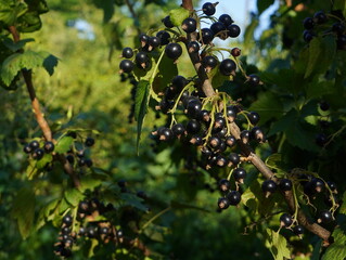 Black currant ripe berries on vine in the garden
