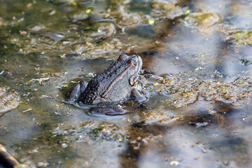 Frog sitting in a water