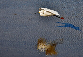 egret on the lake