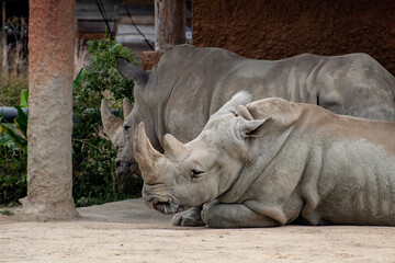 Rinoceronte triste 