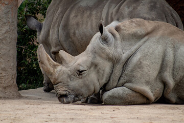 Rinoceronte triste 