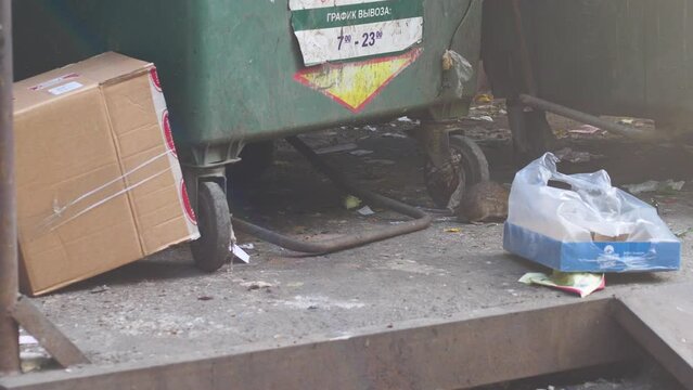 a gray rat climbs near a dumpster of boxes and leftover food on a summer day in the city.rodents and human waste. rats live in city blocks near garbage cans