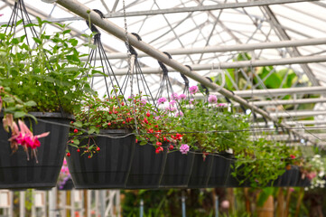 Bromeliad flower and Orchid nursery farm ornamental and flower green plant growing and hanging in the garden greenhouse under roof, selective focussed
