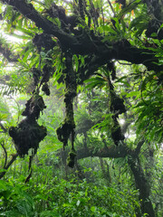 Liana branch in rainforest