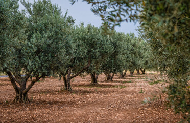 Olivenbäume