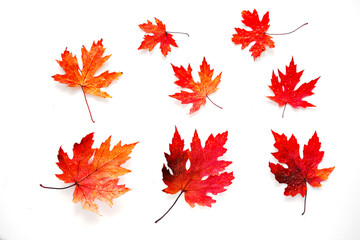 Creative composition of colorful autumn leaves on white background. Biophilic design. 